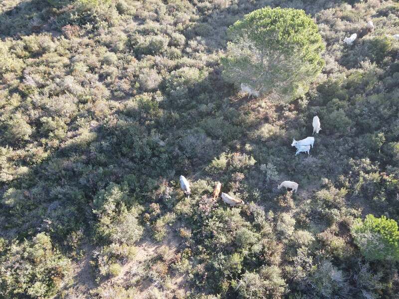 ricerca animali dispersi con drone